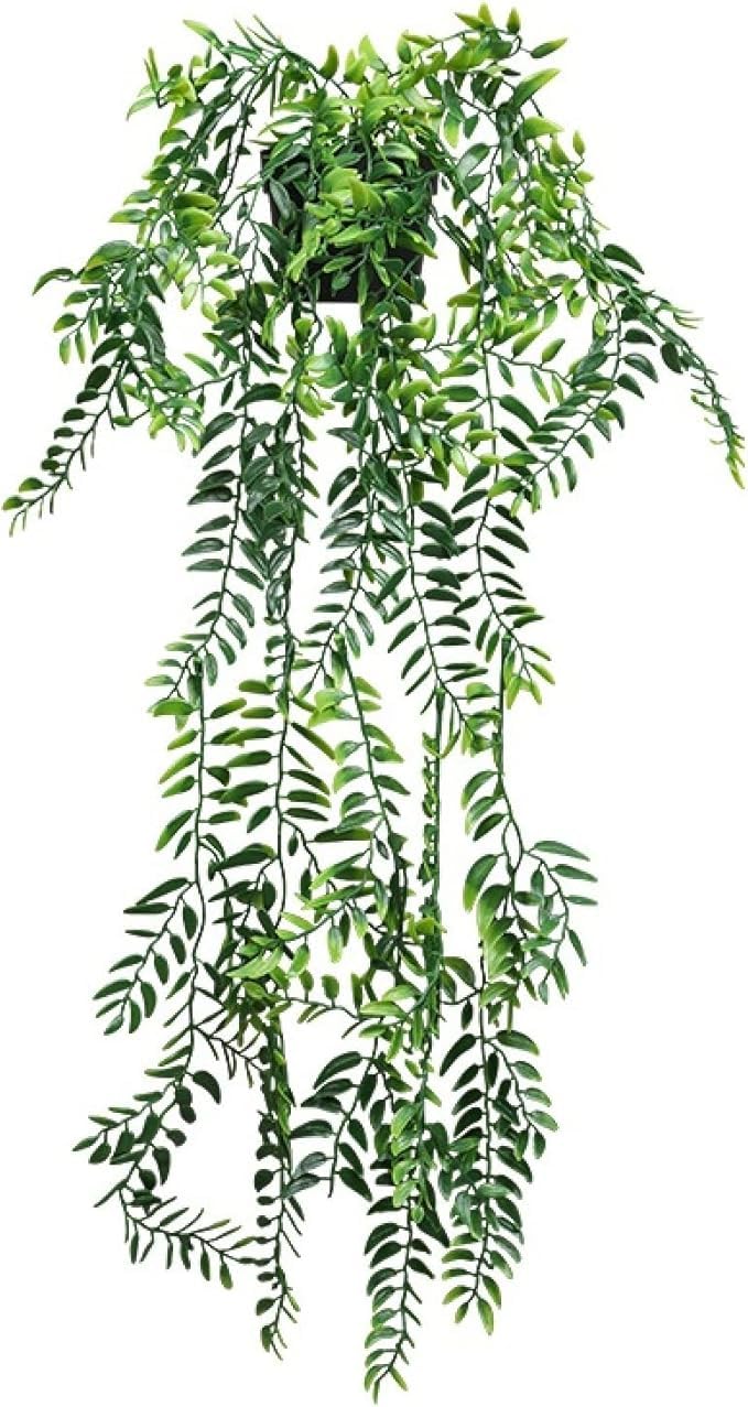 Boston Ivy Hanging Plant With Ceramic Pot