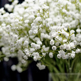 Xergy Artificial Baby Breath 5 Pcs White color Real Touch Flowers Height 20" for Vases Bouquets Indoor Outdoor Home Kitchen Office Table Centerpieces Arrangement Decoration (White 5 Pcs)